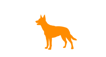 Camping with Kelpies